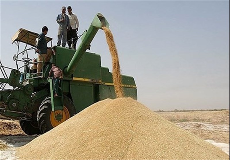 چهار مرکز خرید گندم در استان بوشهر راه اندازی شد