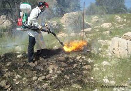 ۲٫۵هکتار جنگل حاشیه رودخانه مند در آتش سوخت