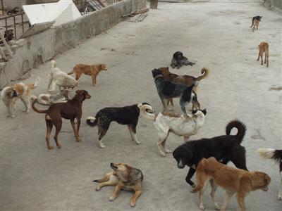 جانمایی کمپ جدید سگ‌های بلاصاحب در خارج از شهر بوشهر