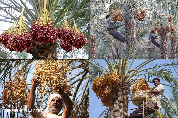 ثبت ملی آئین «خارک‌چینی» استان بوشهر در فهرست آثار معنوی