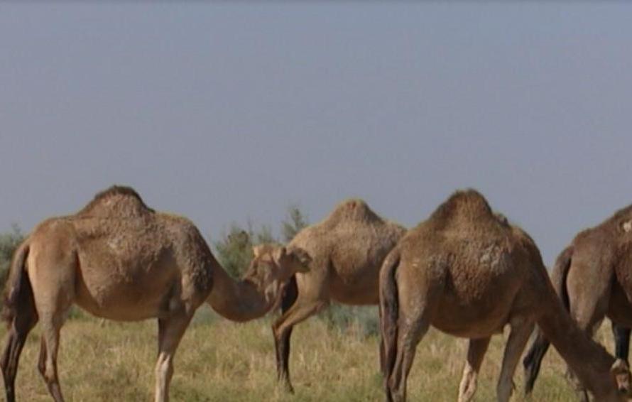 رونق اقتصاد بوشهر با پرورش شتر