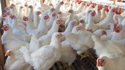 بوشهری ها از خرید مرغ زنده خودداری کنند
