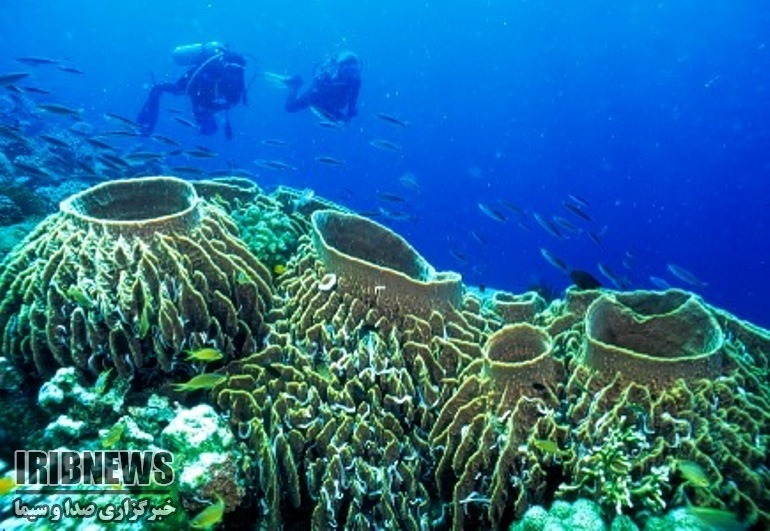 نمایی زیبا ار مرجان ها درساحل جزیره خارگ+تصویر