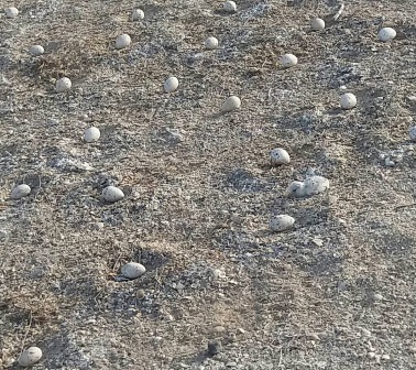 تخم گذاری پرندگان مهاجرتابستان گذردر جزیره نخیلو دیر+عکس