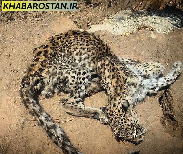 پیداشدن لاشه پلنگ در کوه بیرمی+عکس