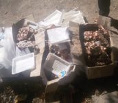 ۵۵ کیلوگرم دل منجمد تاریخ گذشته در دشتی معدوم شد