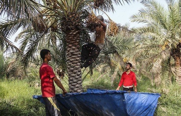 ۱۲ هزار تن رطب و خرما در دشتی برداشت می شود