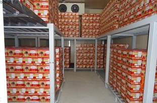 ارائه تسهیلات به کشاورزان تنگستانی جهت احداث سردخانه