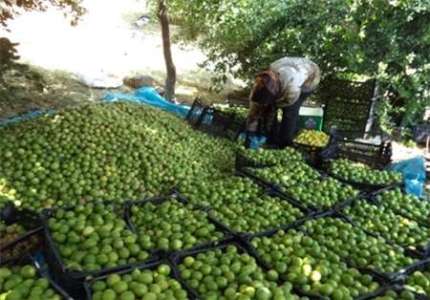 آغاز برداشت لیمو ترش در دشتی