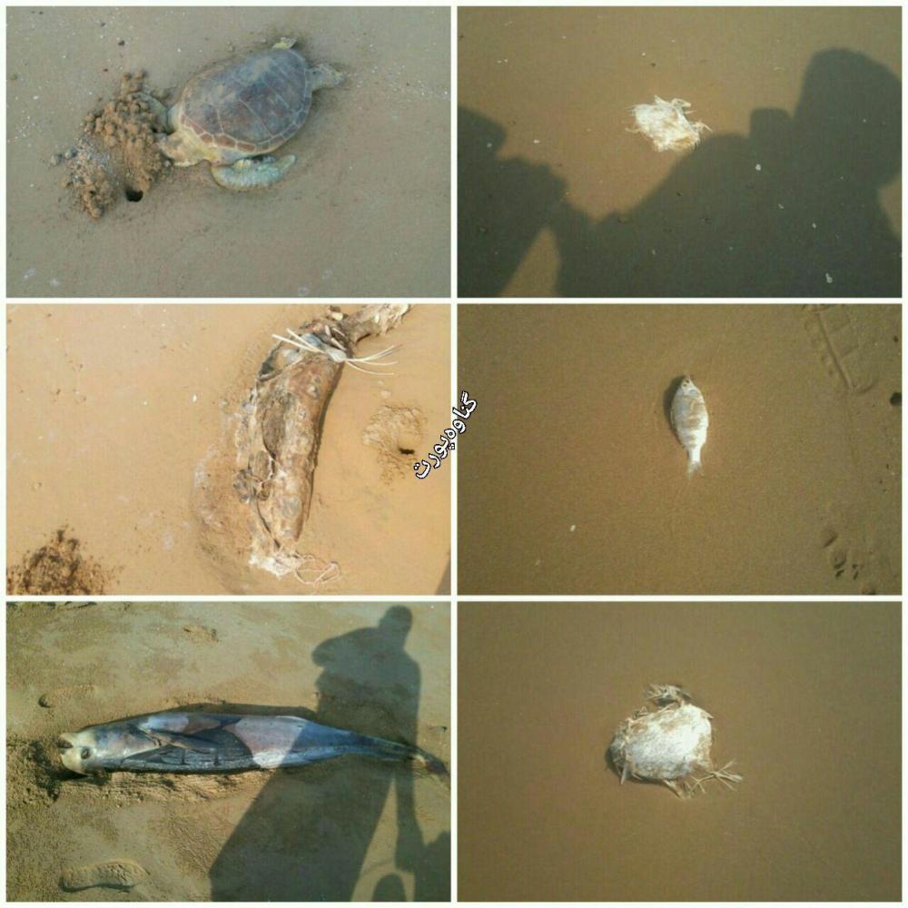 گرمای شدید به ماهی های ساحل گناوه هم رحم نکرد+عکس