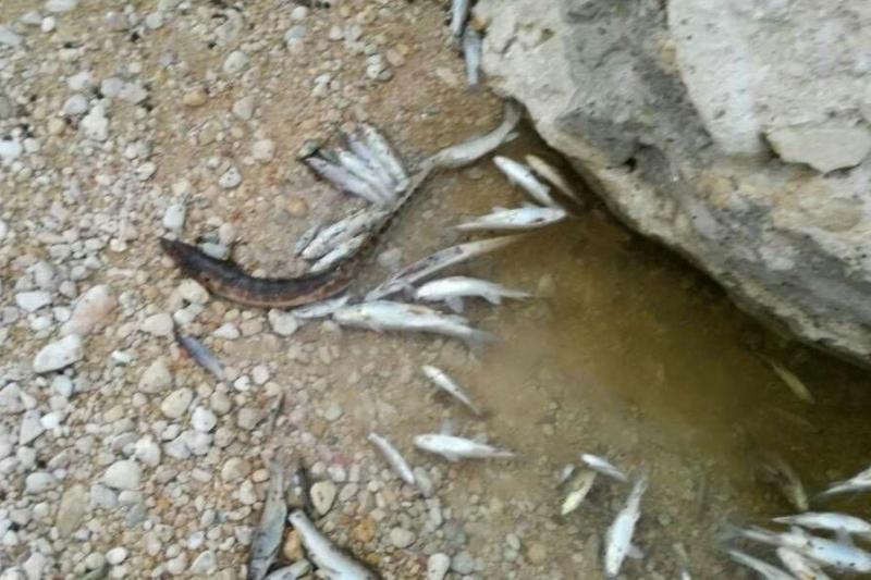 علت مرگ ماهیان رودخانه روستای تنگ حنا در حال بررسی است
