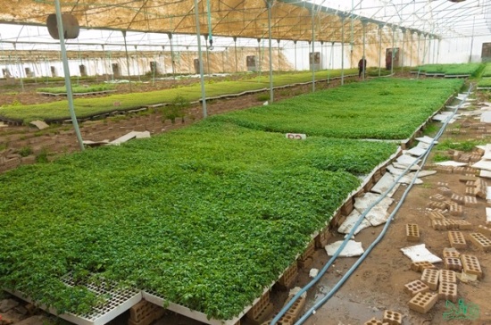 تولید ۳۰۰ میلیون قطعه نشاء گوجه‌فرنگی در شهرستان دشتی