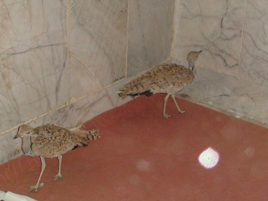 توقیف محموله پرندگان کمیاب و در معرض انقراض در کنگان