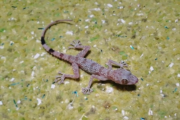 سوسمارجدید در استان ثبت شد+عکس