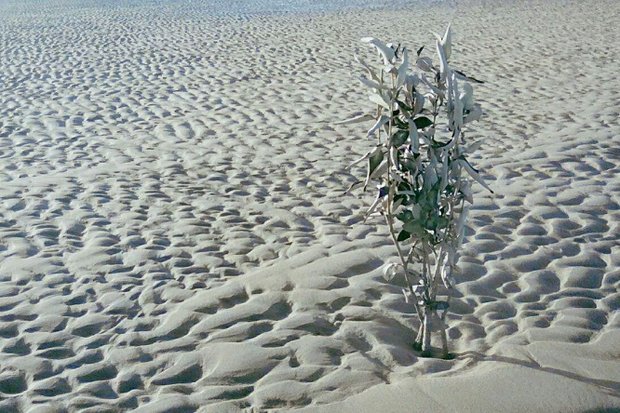 کشت آزمایشی نهال و بذر حرا در ساحل گناوه با موفقیت انجام شد