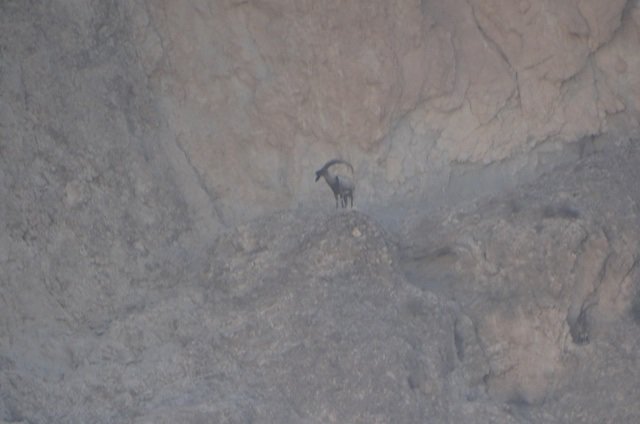 افزایش ۲۰ درصدی پستانداران شاخص منطقه شاهزاده ابراهیم-تنگ باهوش