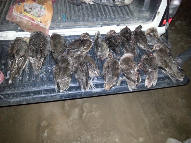 دستگیری شکارچیان مرغابی در عالیشهر+عکس