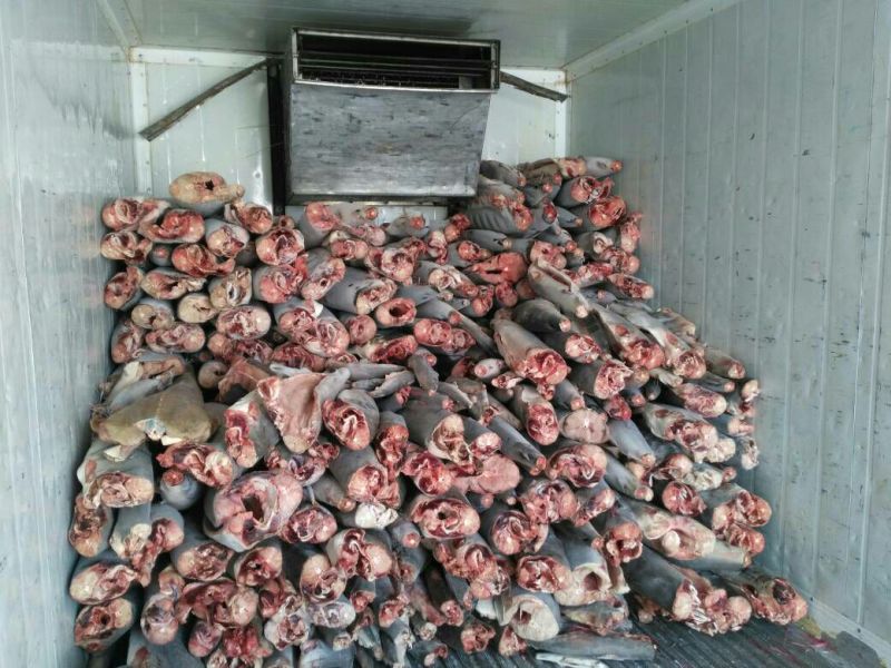 کشف ۹۰۰ قطعه کوسه ماهی در عسلویه+عکس