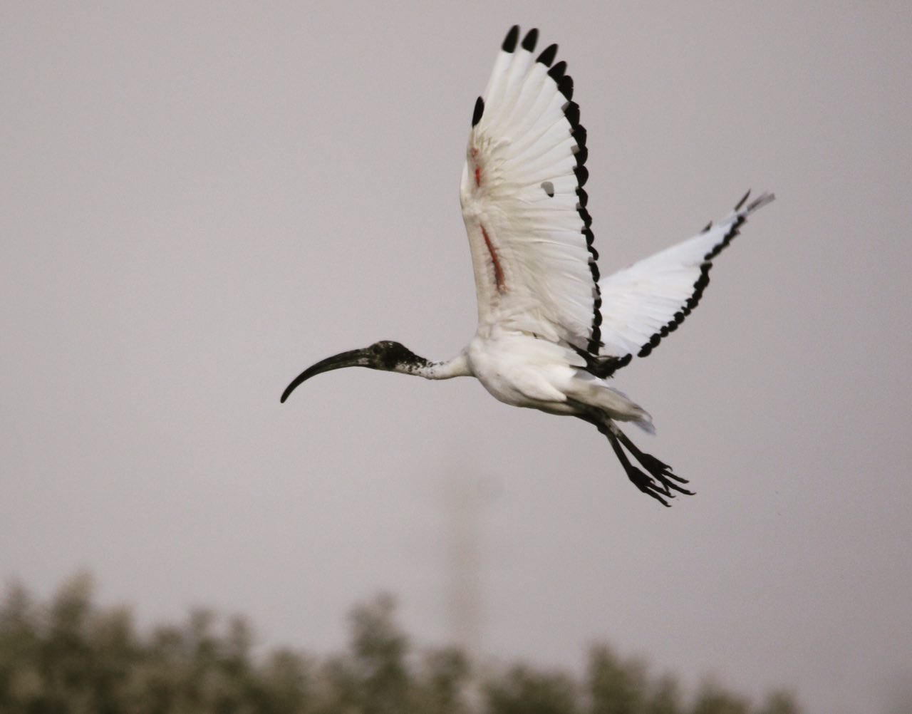 مشاهده یک قطعه اکراس افریقایی کمیاب در سواحل عسلویه+عکس