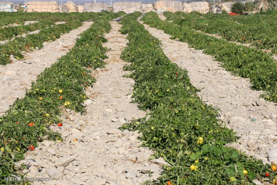 رهاسازی حشرات مفید در مزارع گوجه‌فرنگی جم و دشتستان آغاز شد