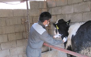 واکسینه ۵۰ هزار راس دام برعلیه بیماری پی پی آر درشهرستان دشتی