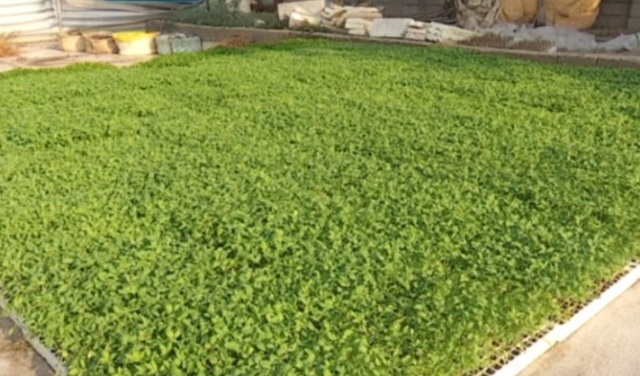 سطح زیر کشت گوجه فرنگی در شهرستان دیر ۱۰۰هکتار کاهش یافت