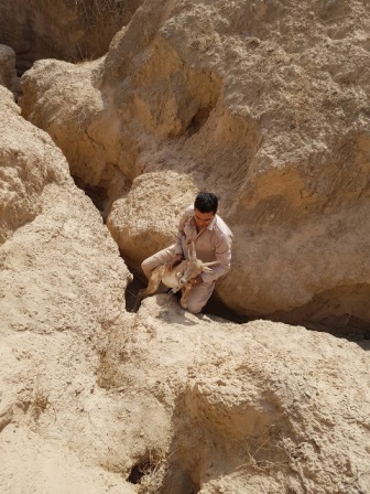 نجات جان یک قوچ وحشی در گناوه+عکس