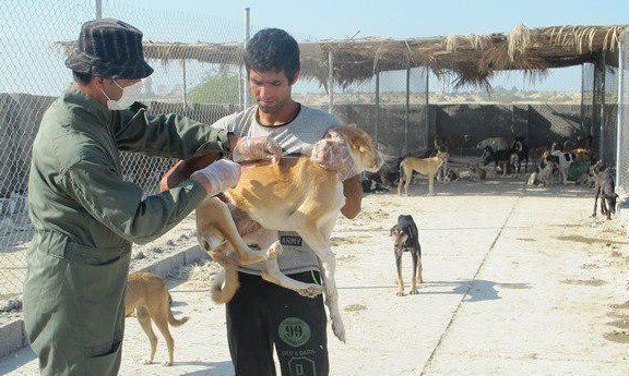 واکسیناسیون ۲۵۱ قلاده سگ علیه بیماری هاری در بوشهر