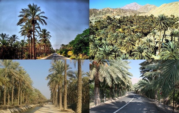 تور نخلستان‌گردی در نگین سبز استان اجرا می‌شود