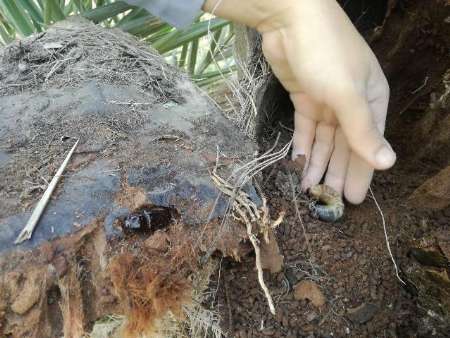 نخیلات تنگستان در معرض خطر موج دوم آلودگی حشرات