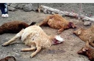 گرگ‌های گرسنه حمله کردند،یک زن آنان را فراری داد