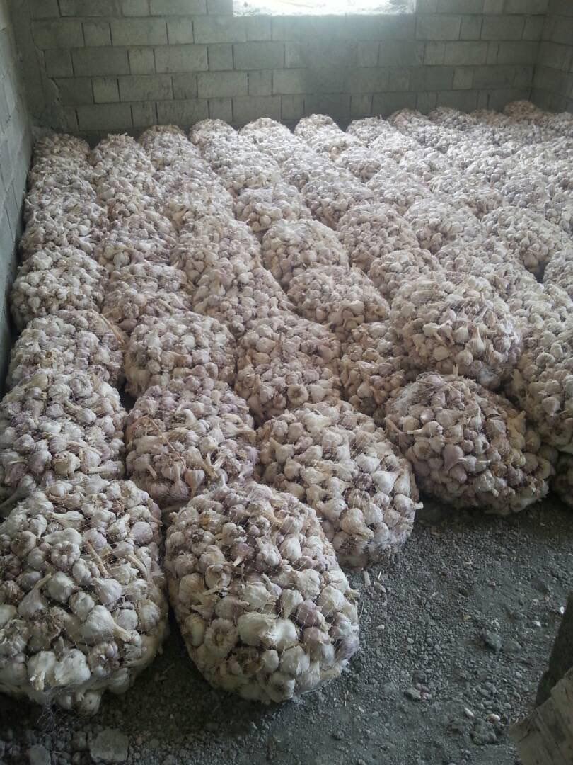 توقیف ۱۶ تن سیر قاچاق در برازجان