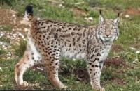 رهاسازی دو قلاده گربه وحشی در طبیعت