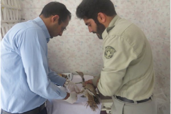 ۲۳ قطعه هوبره در شهرستان تنگستان کشف و ضبط شد