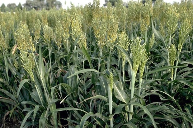 علوفه «سورگوم» برای اولین بار در تنگستان کشت می‌شود