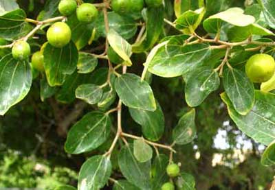 پوشش درخت «کنار» در بیش از ۳۰ هزار هکتار از مراتع استان