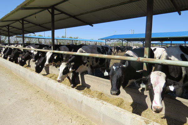 استفاده از پسماندهای کشاورزی برای تغذیه دام در شهرستان گناوه