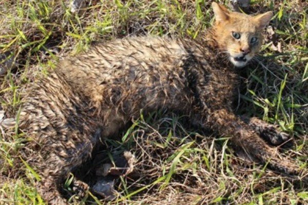 برای اولین بار؛ یک قلاده گربه جنگلی در دشتی مشاهده شد+عکس