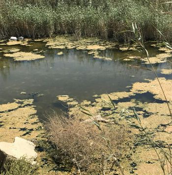 تبدیل خور مرده شور گناوه به معضل زیست محیطی +عکس