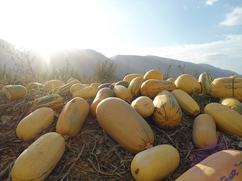 برداشت۲۵ هزار تن محصول کدو از مزارع شهرستان دشتستان