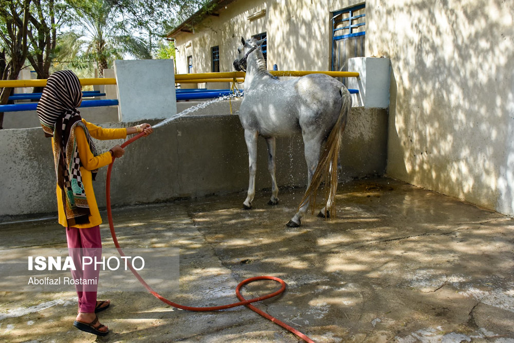 جشنواره زیبایی اسب در عالیشهر+تصویر