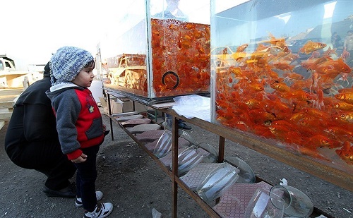 مردم از دست زدن به ماهی‌های شب عید خودداری کنند