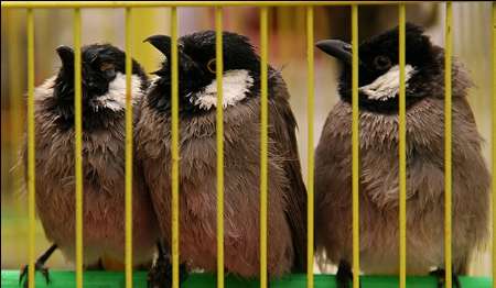 کشف ۲۴۵ قطعه بلبل خرما در دیلم