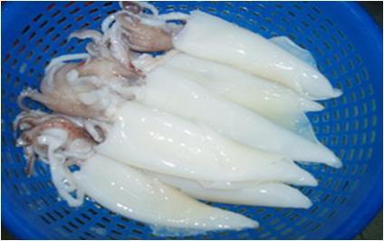 صید ۶۰تن ماهی مرکب در آبهای استان