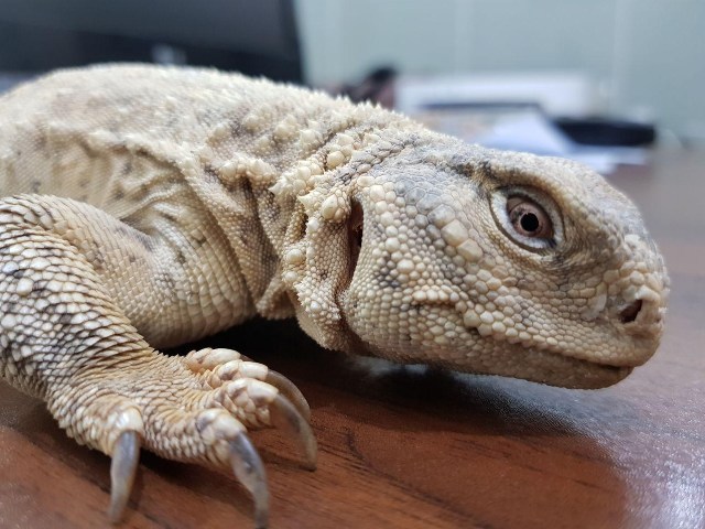 زنده گیری و تیمار سوسمار خاردم در دشتستان+عکس