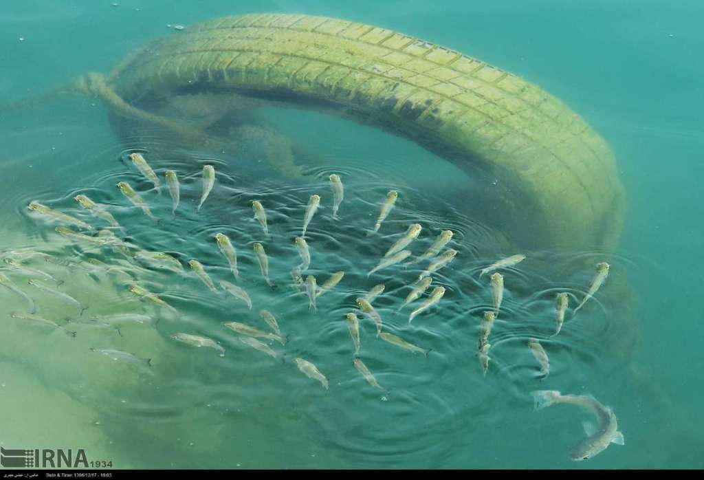 روز ملی بوشهر گرامی باد+تصویر