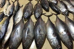 قیمت ماهی و میگو  در بوشهر چند؟