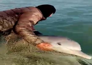 ماجرای دلفین گرفتار شده در تور صیاد تنگستانی