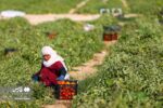آغاز برداشت گوجه فرنگی در بوشهر