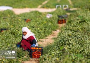 آغاز برداشت گوجه فرنگی در بوشهر